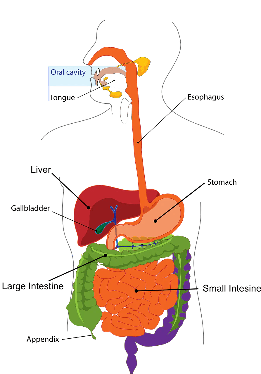 Is Your Gallbladder Causing Digestive Issues? - POWER FIT SHOP — Powering Preparedness, Health & Home