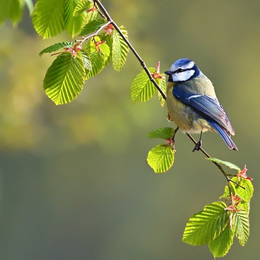 Can Bird Watching Boost Your Mental Health? - POWER FIT SHOP — Powering Preparedness, Health & Home