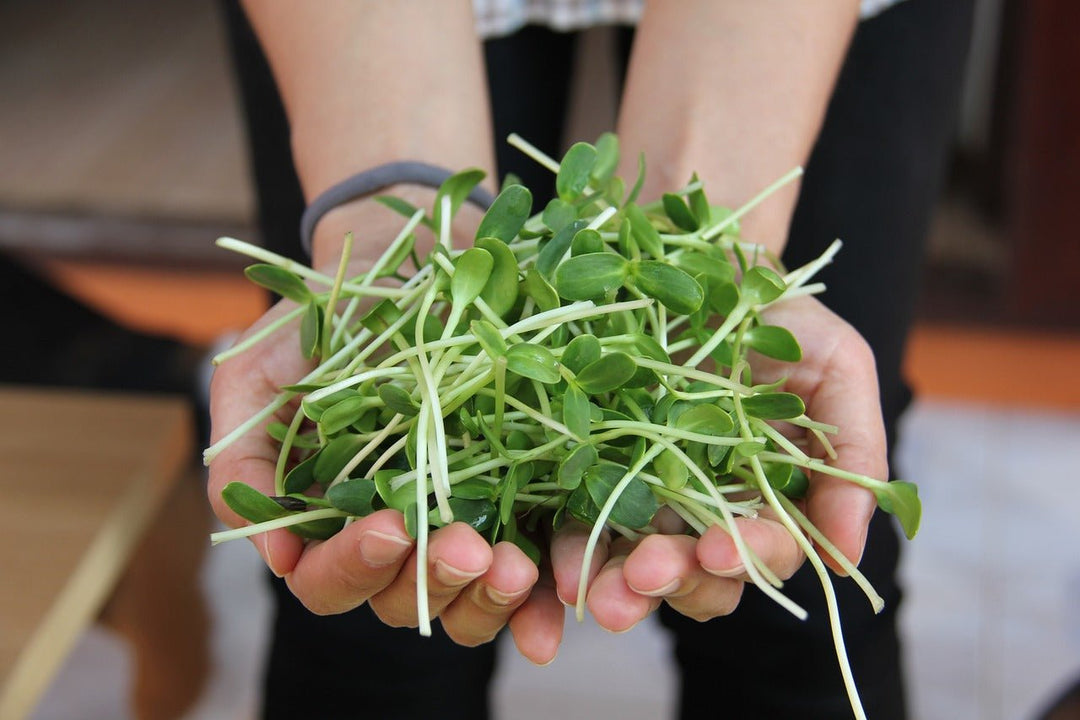 10 Reasons To Love Sprouts (Plus DIY Sprouting At Home) - POWER FIT SHOP — Powering Preparedness, Health & Home