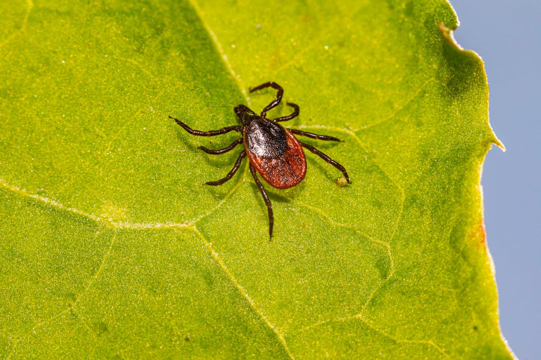 Stevia Kills Lyme Disease Pathogen Better Than Antibiotics (Preclinical Study) - POWER FIT SHOP — Powering Preparedness, Health & Home