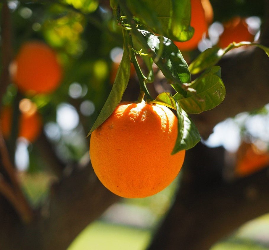 QUERCETIN & VITAMIN C – PREVENT AND FIGHT VIRAL INFECTIONS - POWER FIT SHOP — Powering Preparedness, Health & Home