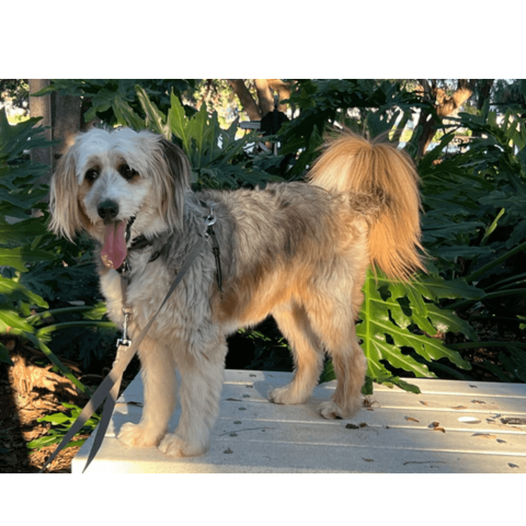 5 Tips When Using CBD For Dogs: The Safest Cannabinoid for Pets - POWER FIT SHOP — Powering Preparedness, Health & Home