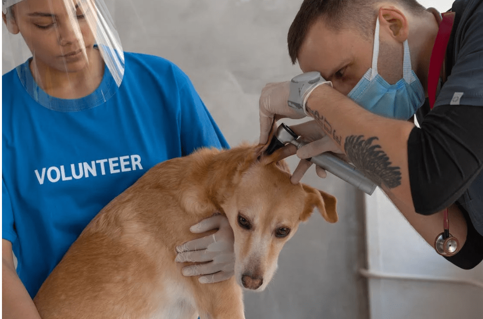 6 Natural Dog Ear Infection Home Remedies - POWER FIT SHOP — Powering Preparedness, Health & Home