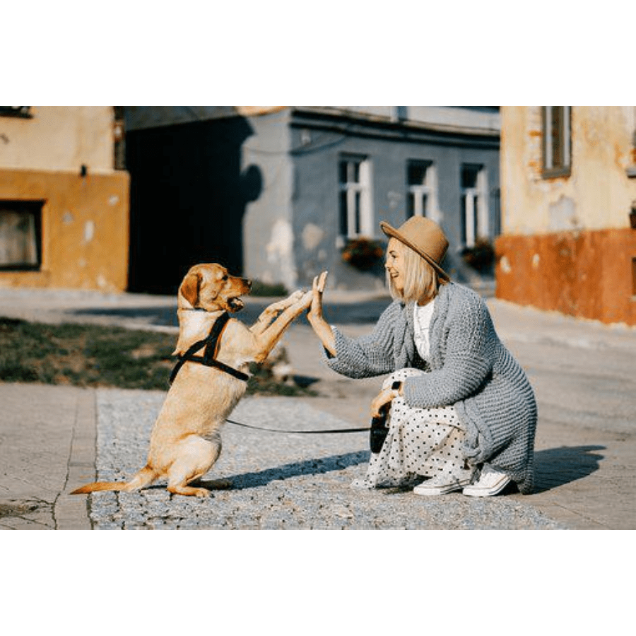 12 Signs Your Dog Loves You, and Why - POWER FIT SHOP — Powering Preparedness, Health & Home