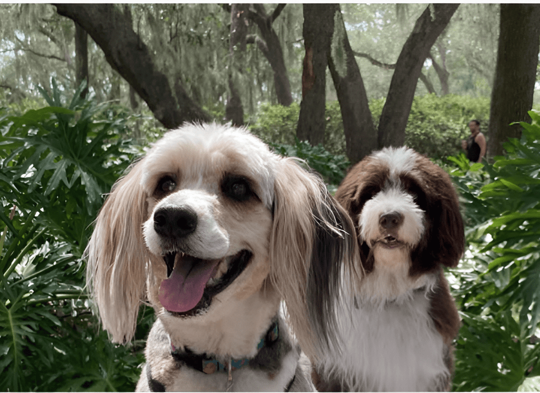 To Shave or Not To Shave? Dog Grooming Experts Say That’s Not the Right Question - POWER FIT SHOP — Powering Preparedness, Health & Home