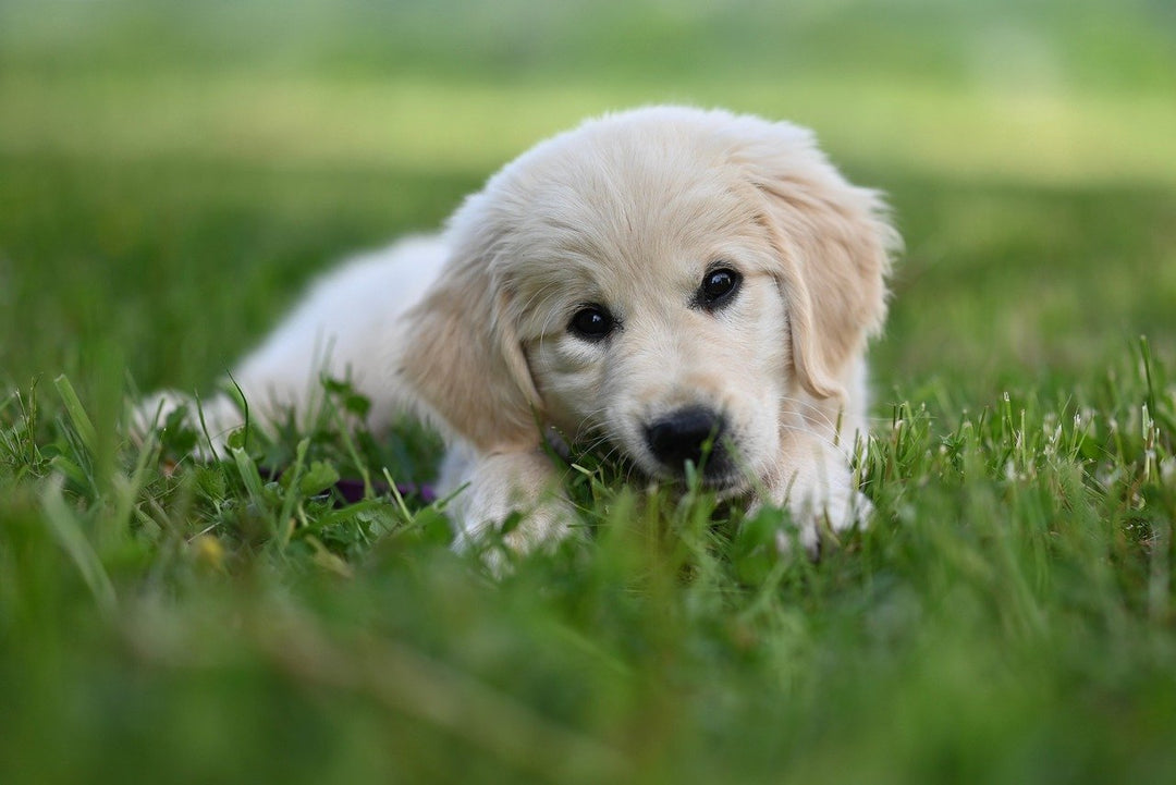 Pet Warning: Cocoa Mulch Could Be Deadly for Dogs & Cats – What Every Pet Owner Must Know - POWER FIT SHOP — Powering Preparedness, Health & Home