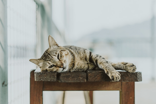 Disaster Preparedness for Your Pets - POWER FIT SHOP — Powering Preparedness, Health & Home