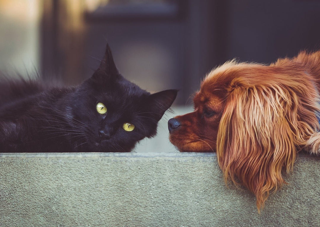 How to Keep Your Pets Safe During the Holidays | Essential Pet Safety Tips - POWER FIT SHOP — Powering Preparedness, Health & Home