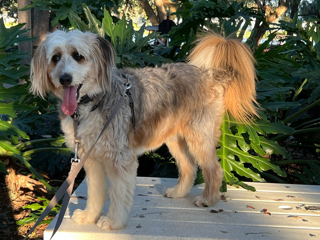 Celebrate National Love Your Dog Day: Smart Ways to Protect & Pamper Your Pup - POWER FIT SHOP — Powering Preparedness, Health & Home