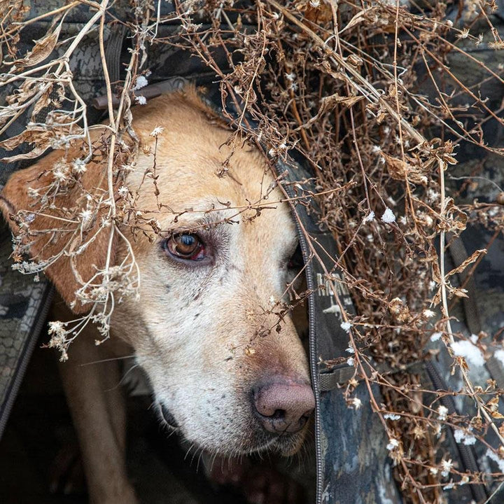 Chattanooga MOmarsh Invisi Lab dog blind in Optifade Marsh, durable outdoor gear for outdoor dog shelter or bed setup.