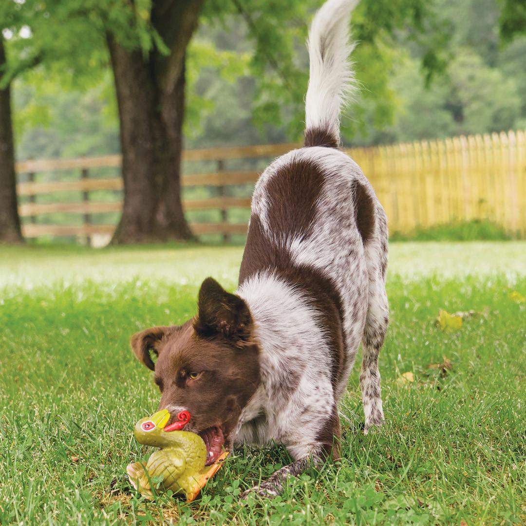PetSafe Sportsmen Latex Meeze Turkey Dog Toy Interactive Dispensing Fun - POWER FIT SHOP — Powering Preparedness, Health &amp; Home