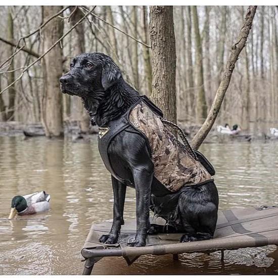 Chattanooga Higdon Versa dog vest in Mossy Oak Bottomland camouflage, adjustable, durable, and comfortable for outdoor adventures.